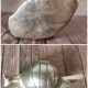 Metal snail butter dish