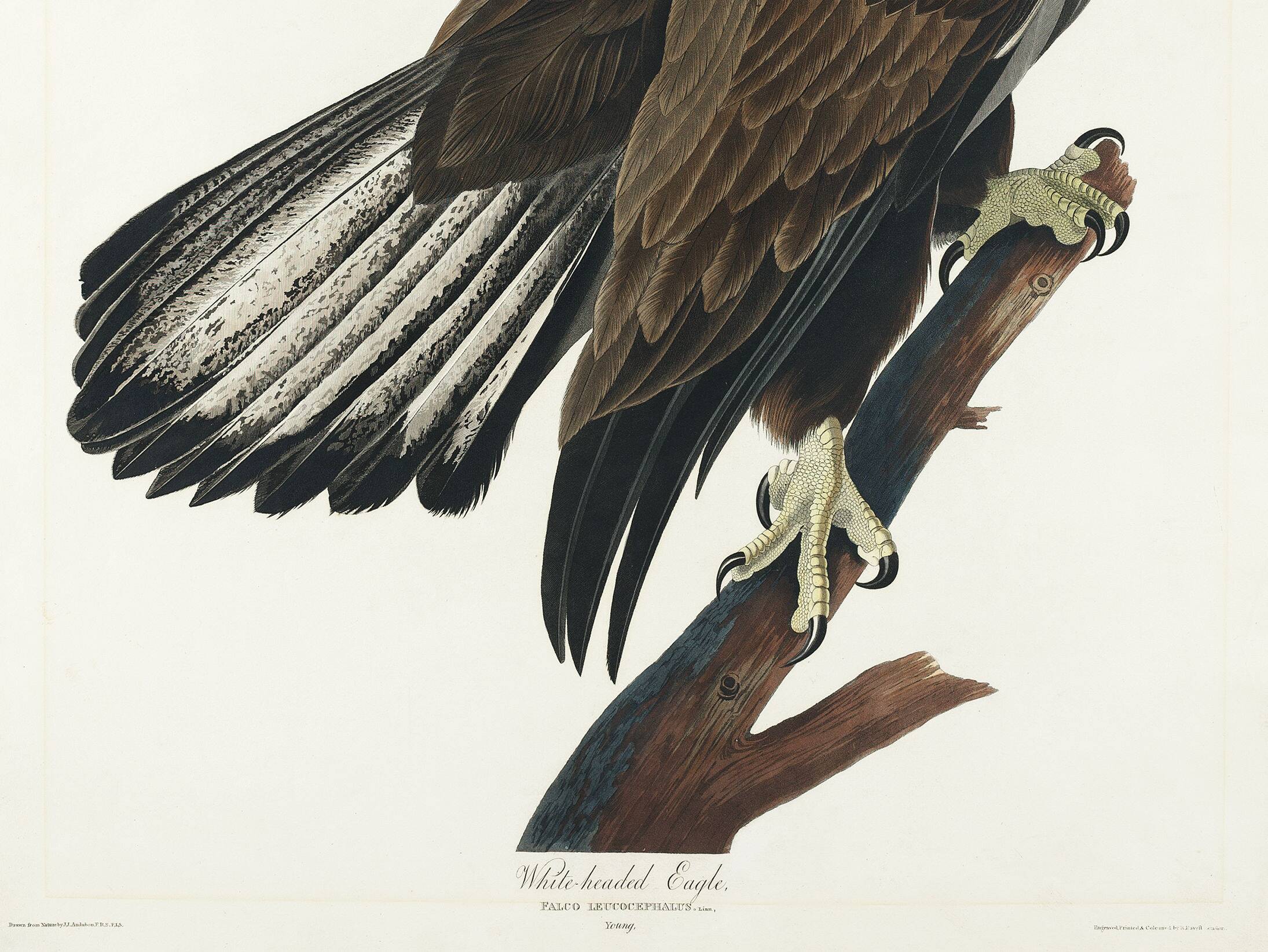 Poster of the bald eagle, based on an old engraving
