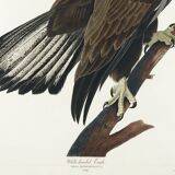Poster of the bald eagle, based on an old engraving