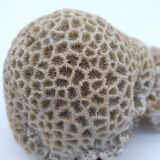 Brain coral. Favite.