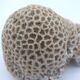 Brain coral. Favite.