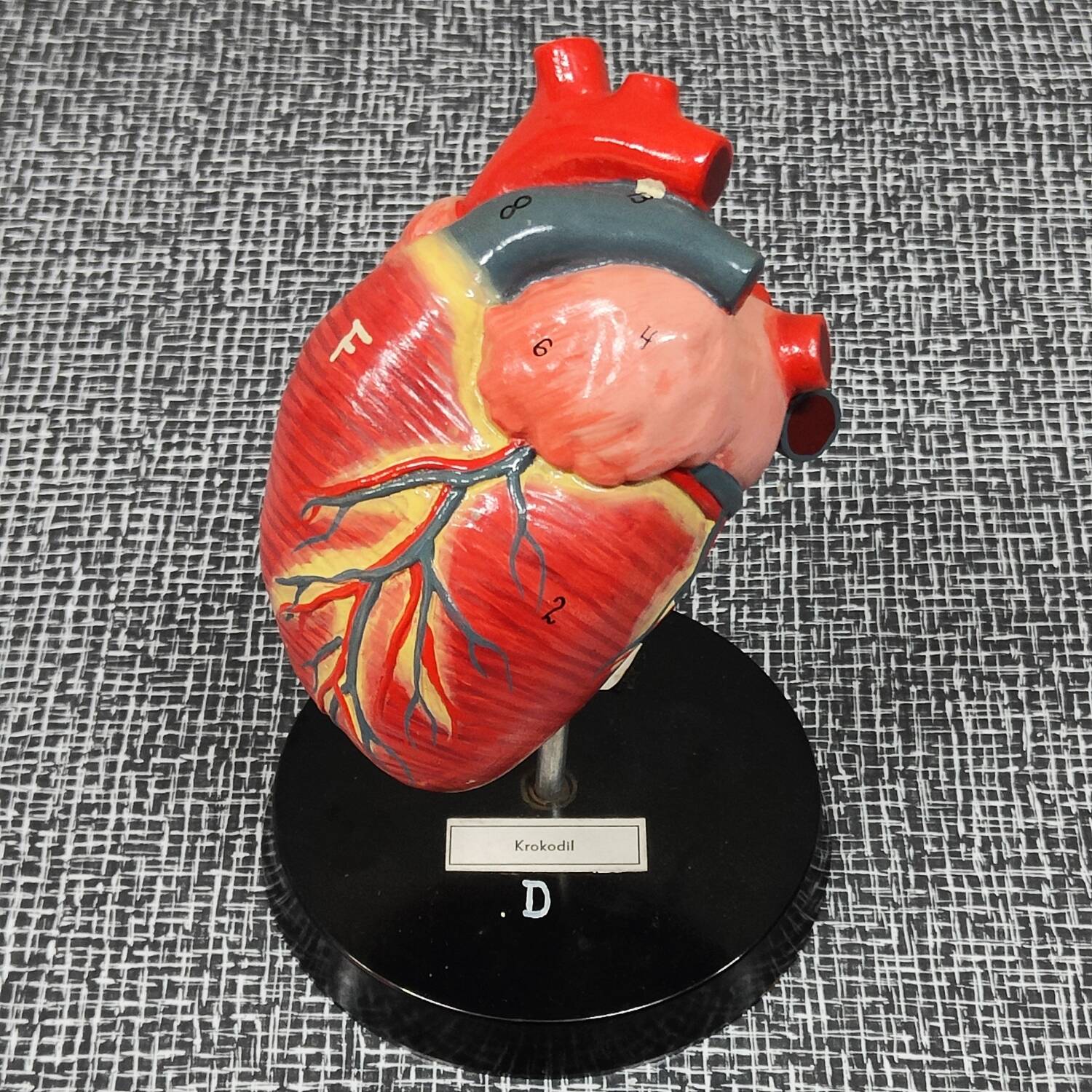 Curiosity Anatomy crocodile heart resin Czech Republic 1970