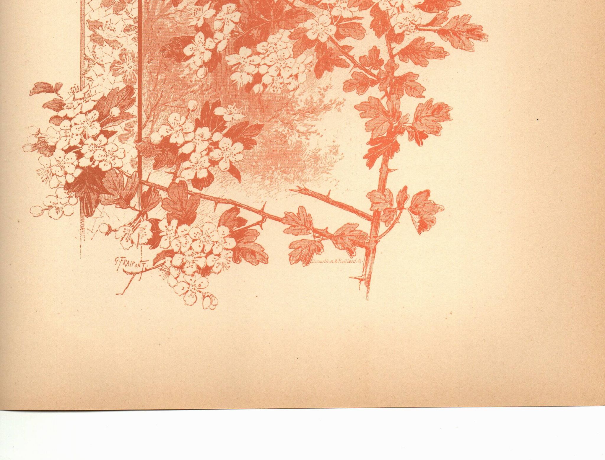 Art Nouveau engraving 1896 - Hawthorn by G. Fraipont. Antique floral plate.