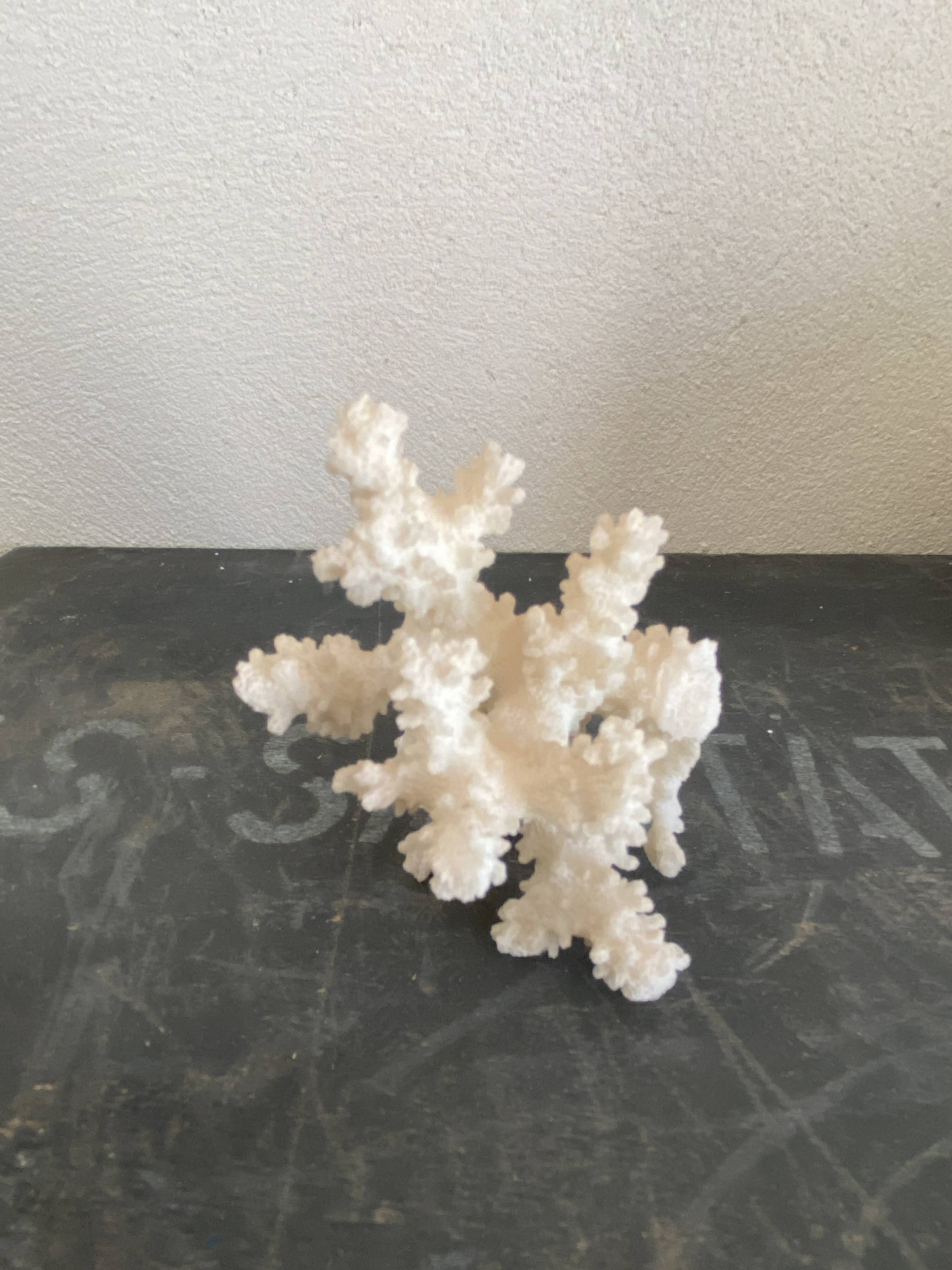 Corail 10 cm, cabinet de curiosités