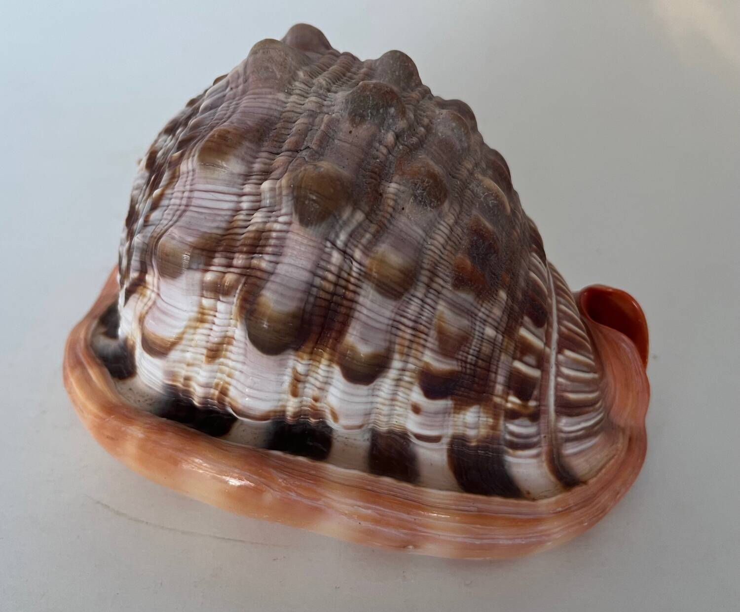 Ciprea blackcurrant rufa seashell