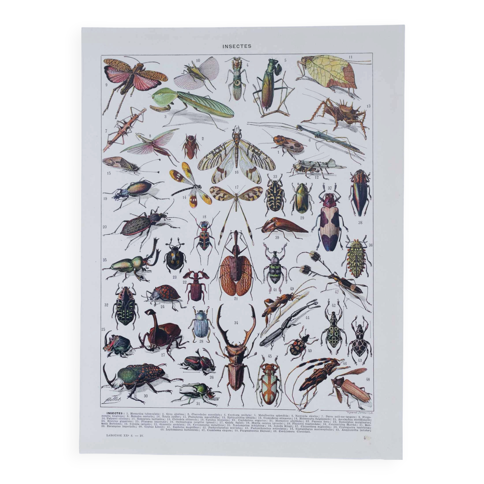 Original plate from 1930: insects, the art of scientific detail.