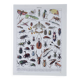 Original plate from 1930: insects, the art of scientific detail.