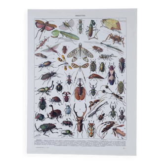 Original plate from 1930: insects, the art of scientific detail.