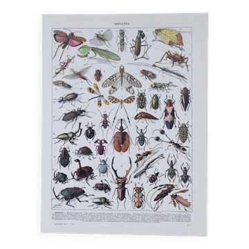 Planche originale de 1930: les insectes, l'art du détail scientifique
