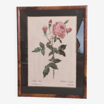 Bengal rose botanical illustration