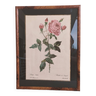 Bengal rose botanical illustration