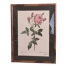 Bengal rose botanical illustration