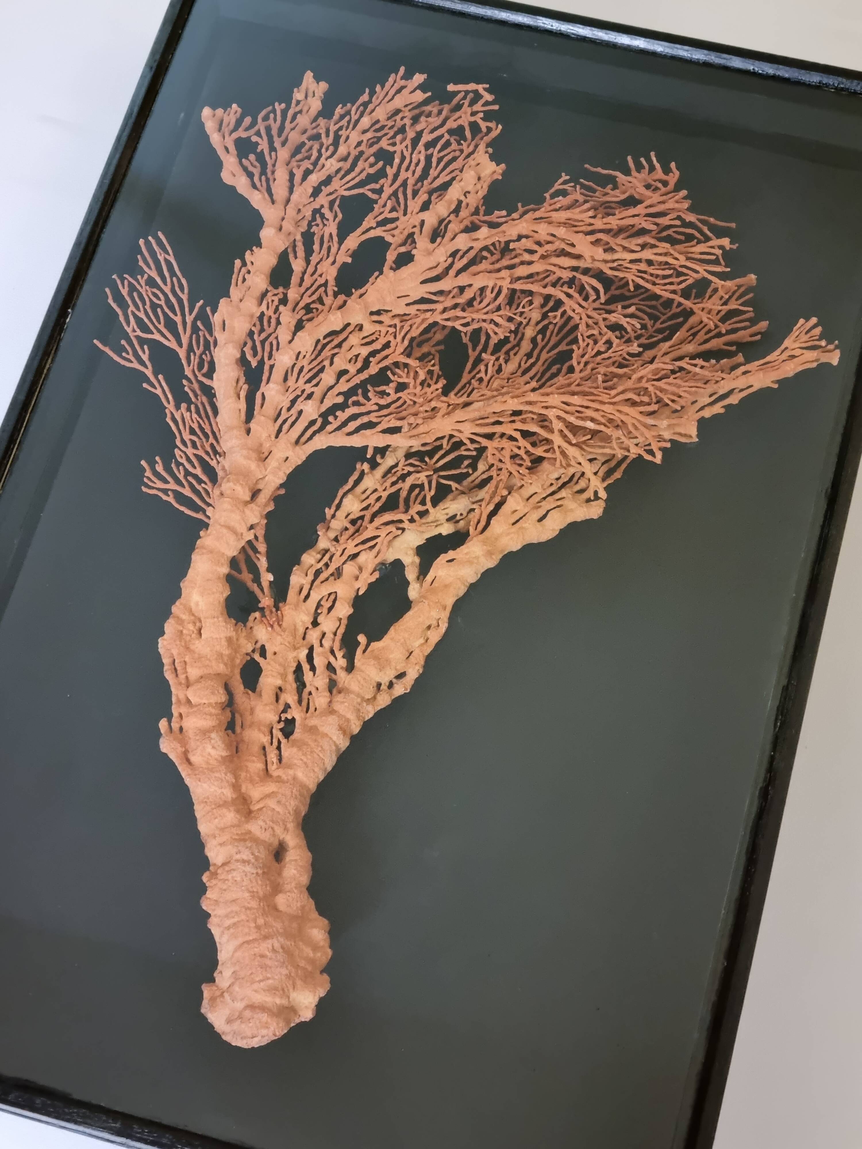 Orange coral, "Gorgon" framed under glass, 60 cm