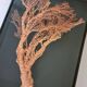 Orange coral, "Gorgon" framed under glass, 60 cm