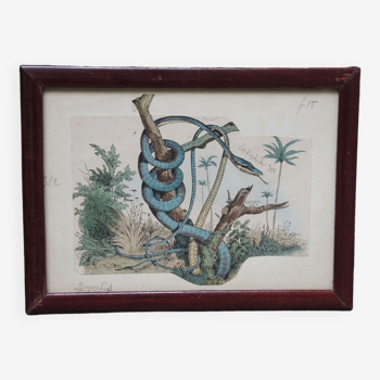 Framed lithograph of a Leptophis snake