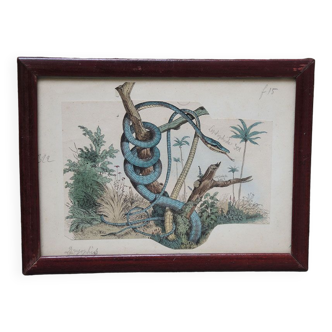 Framed lithograph of a Leptophis snake
