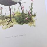 Old bird illustration from the 1960s - Golden Plover - Animal and nature plate
