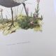 Old bird illustration from the 1960s - Golden Plover - Animal and nature plate
