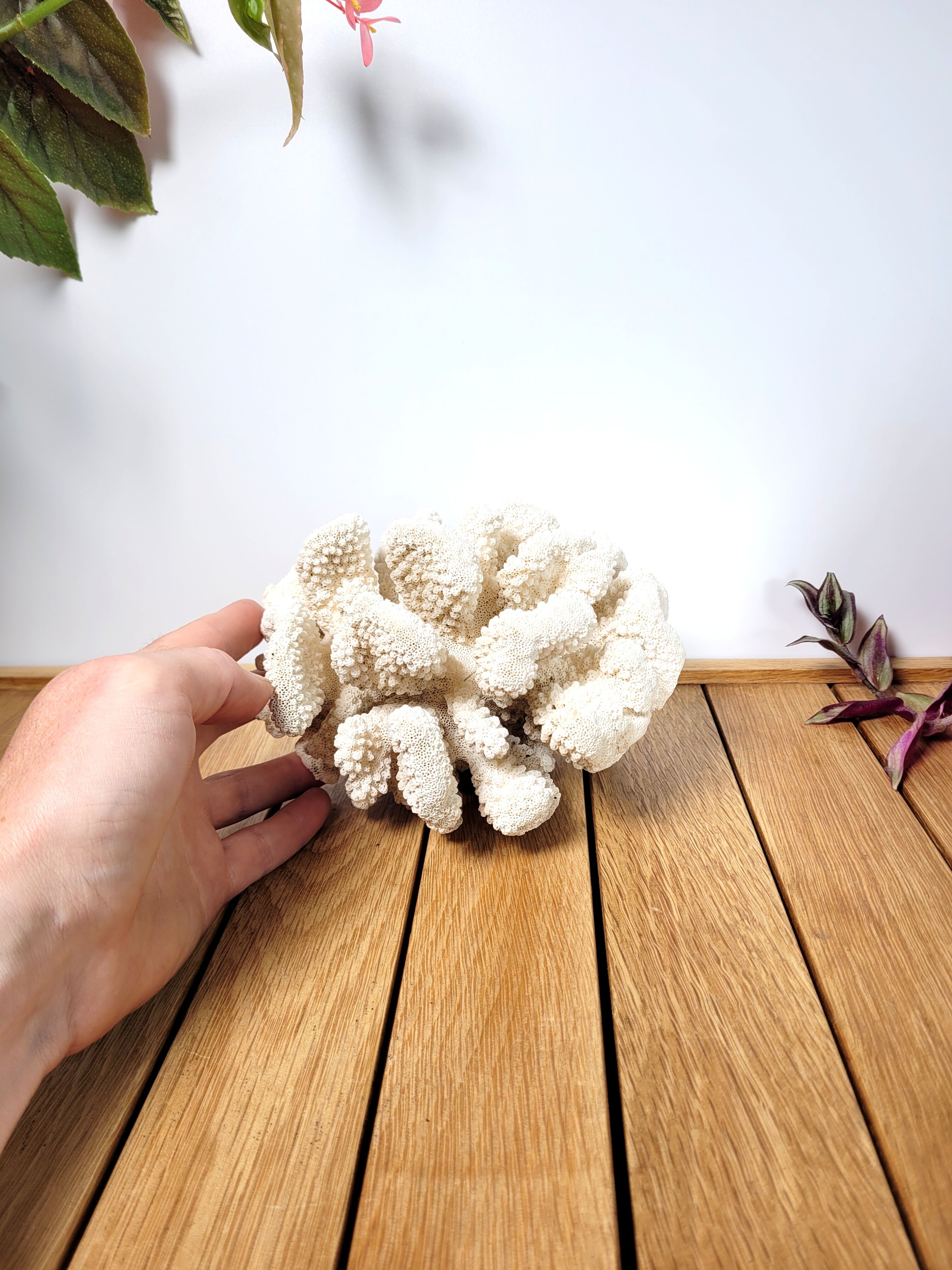 Large white coral cauliflower 18x15cm