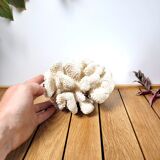 Large white coral cauliflower 18x15cm