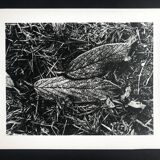 Rosine nusimovici, frost, 1980. black and white silver print signed on the back
