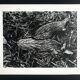 Rosine nusimovici, frost, 1980. black and white silver print signed on the back