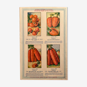 Ancienne illustration sur les carottes 1936