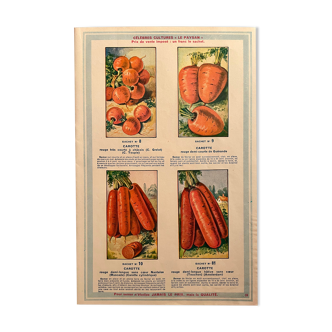 Ancienne illustration sur les carottes 1936