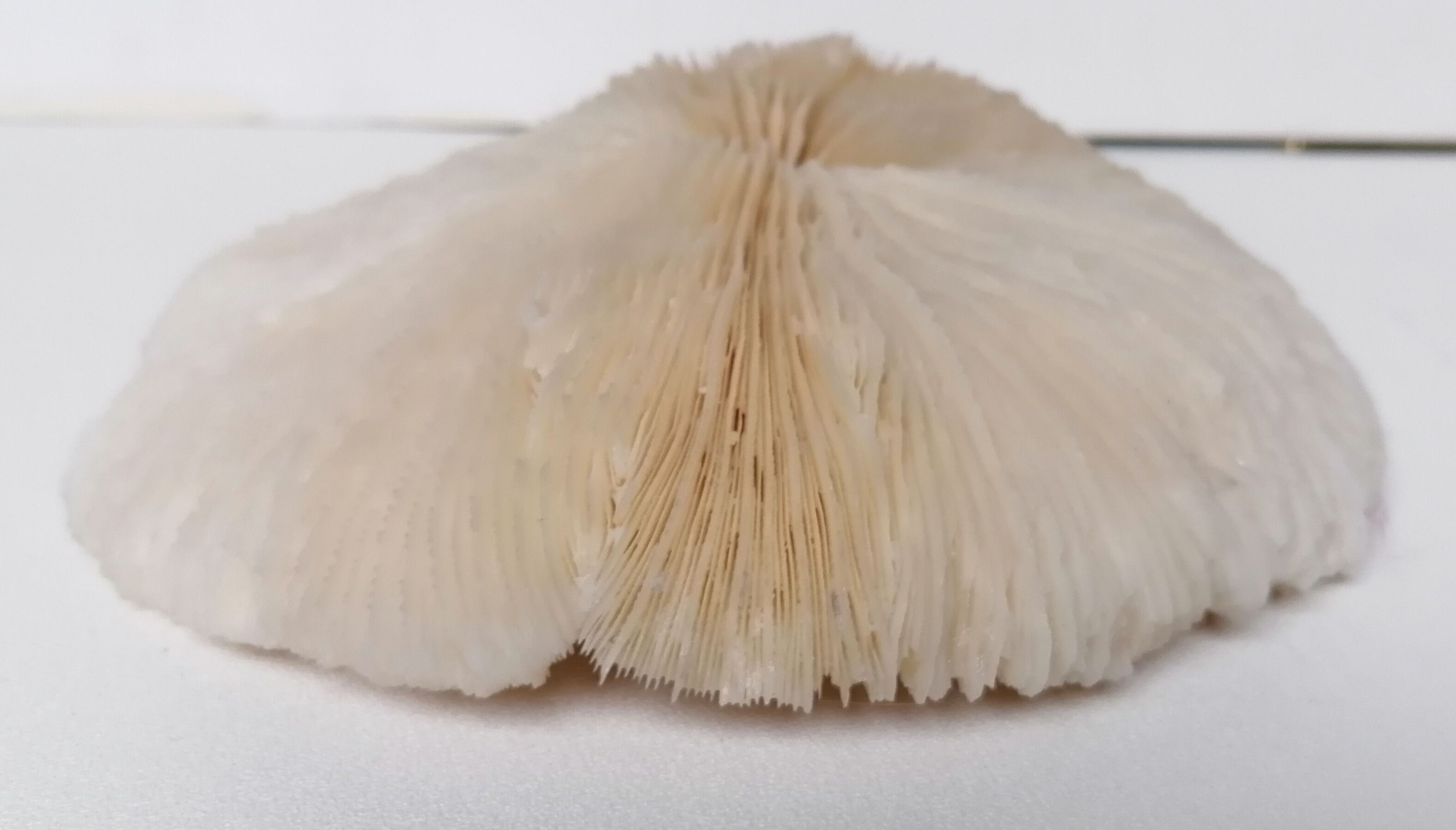 Authentic fungia coral 19 x 16 cm