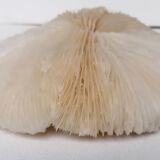 Authentic fungia coral 19 x 16 cm