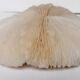 Corail fungia authentique 19 x 16 cm