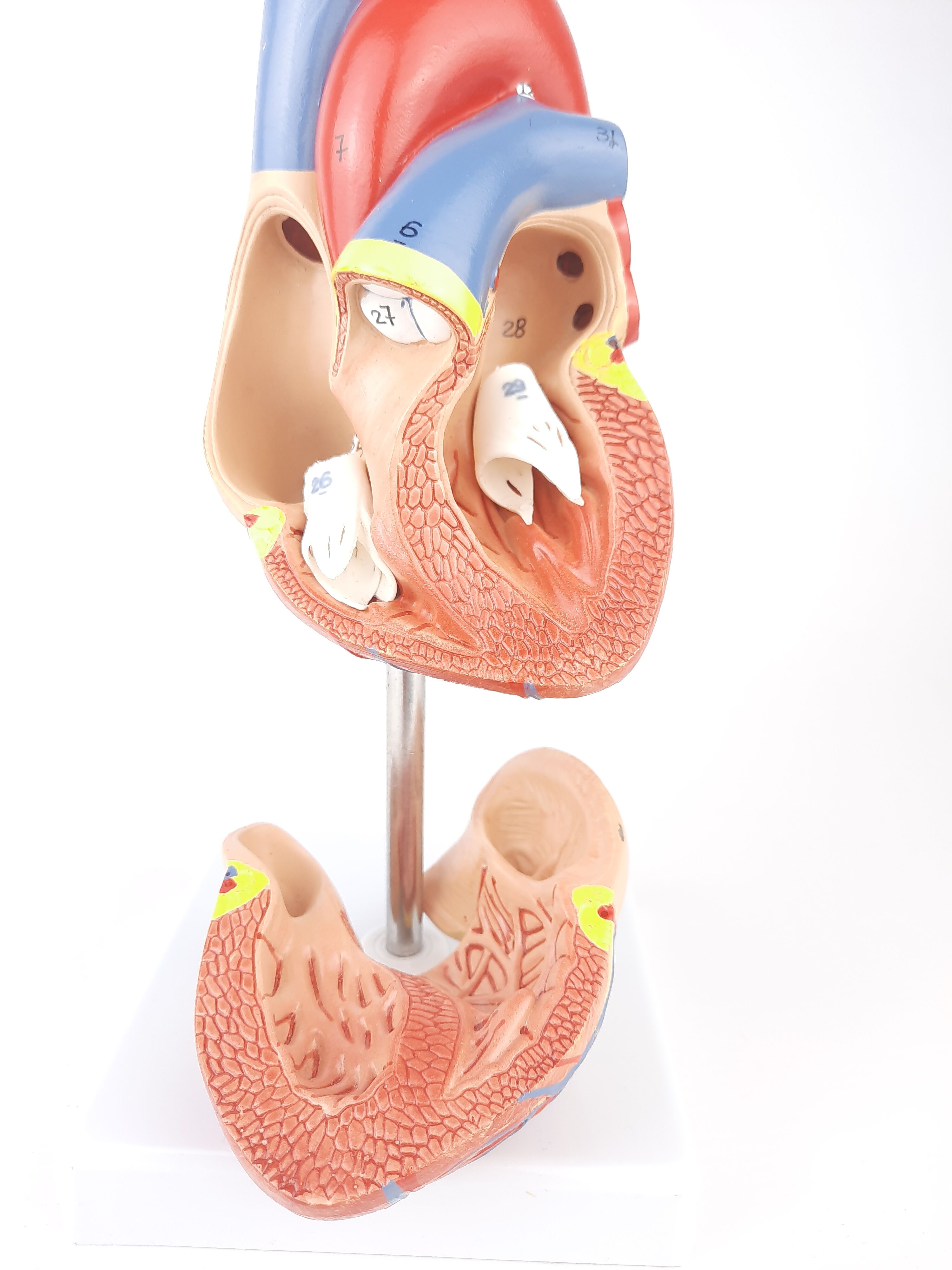 Vintage human heart anatomical model