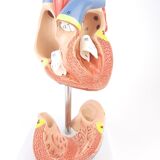 Vintage human heart anatomical model