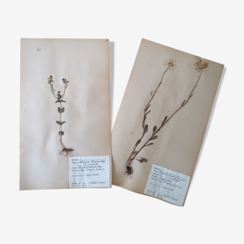 Anders's herbarium - ancient Swedish herbarium boards