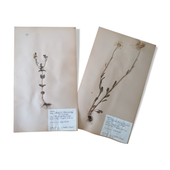 Anders's herbarium - ancient Swedish herbarium boards