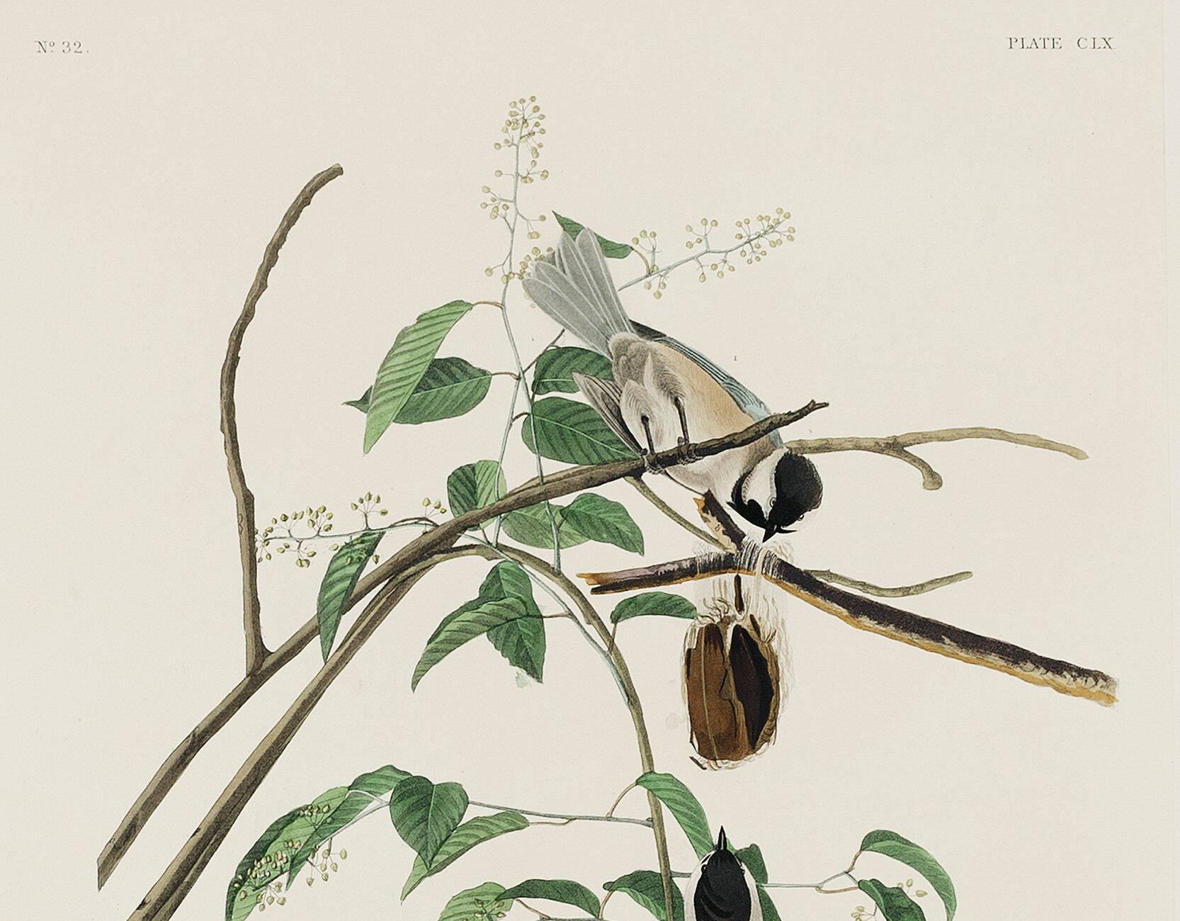 Poster about the Black-headed Tit, based on an old engraving from 1827.