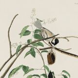 Poster about the Black-headed Tit, based on an old engraving from 1827.