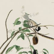 Poster about the Black-headed Tit, based on an old engraving from 1827.