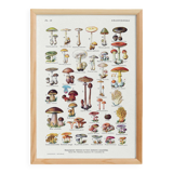 Mushroom poster, based on a 1920 lithograph