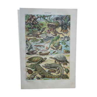 Lithographie gravure sur les reptiles datant de 1905