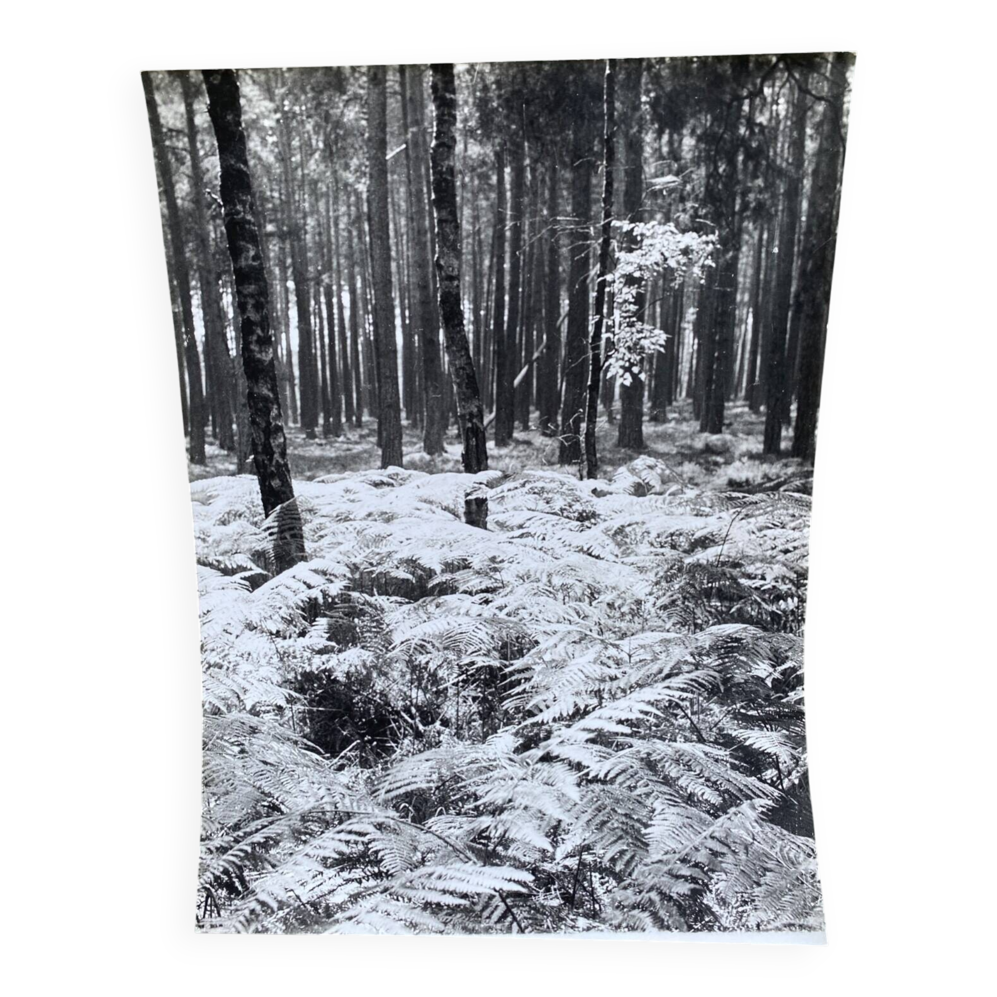 Silver gelatin photograph by Bernard Darot, Undergrowth, 20th century