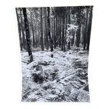Silver gelatin photograph by Bernard Darot, Undergrowth, 20th century
