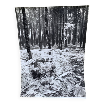 Silver gelatin photograph by Bernard Darot, Undergrowth, 20th century