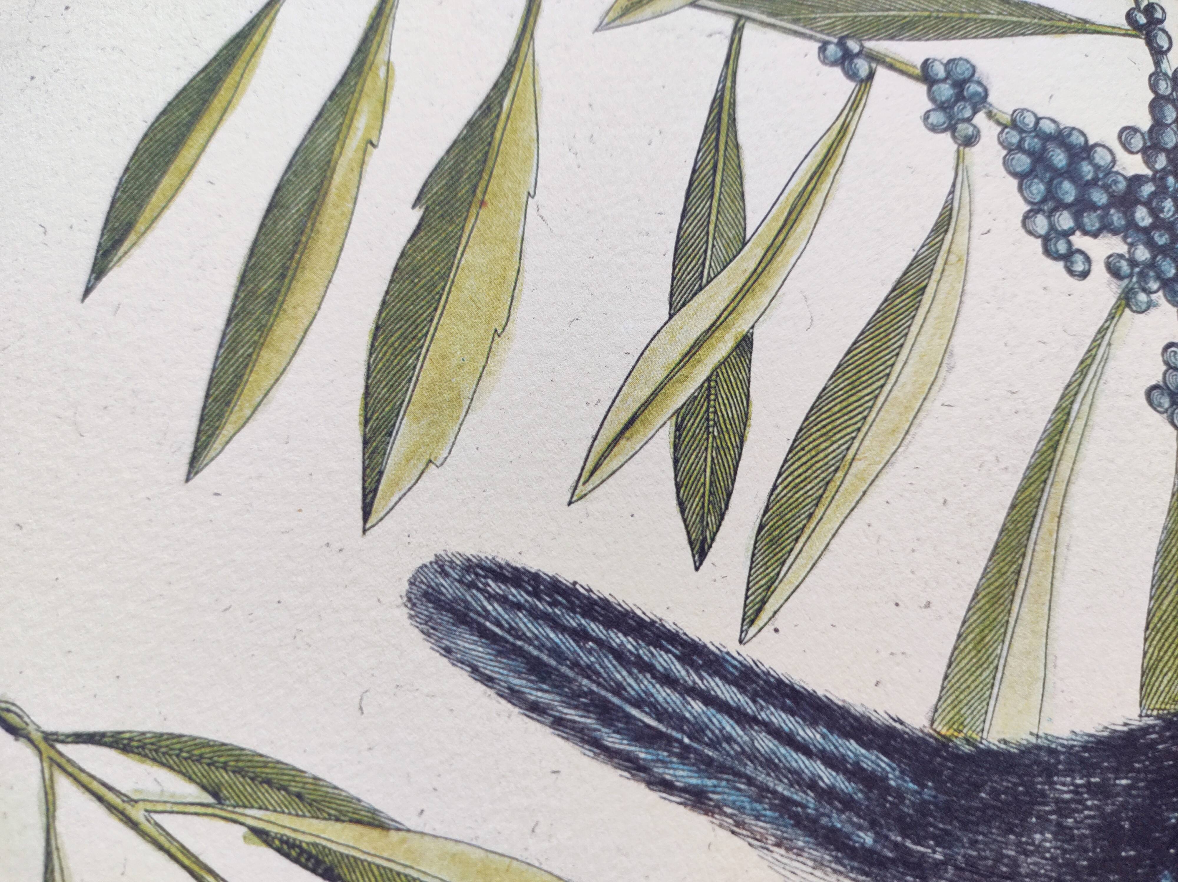 Old bird engraving -The Alcyon- Ornithological plate by Seligmann & Catesby. 1973