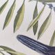 Old bird engraving -The Alcyon- Ornithological plate by Seligmann & Catesby. 1973