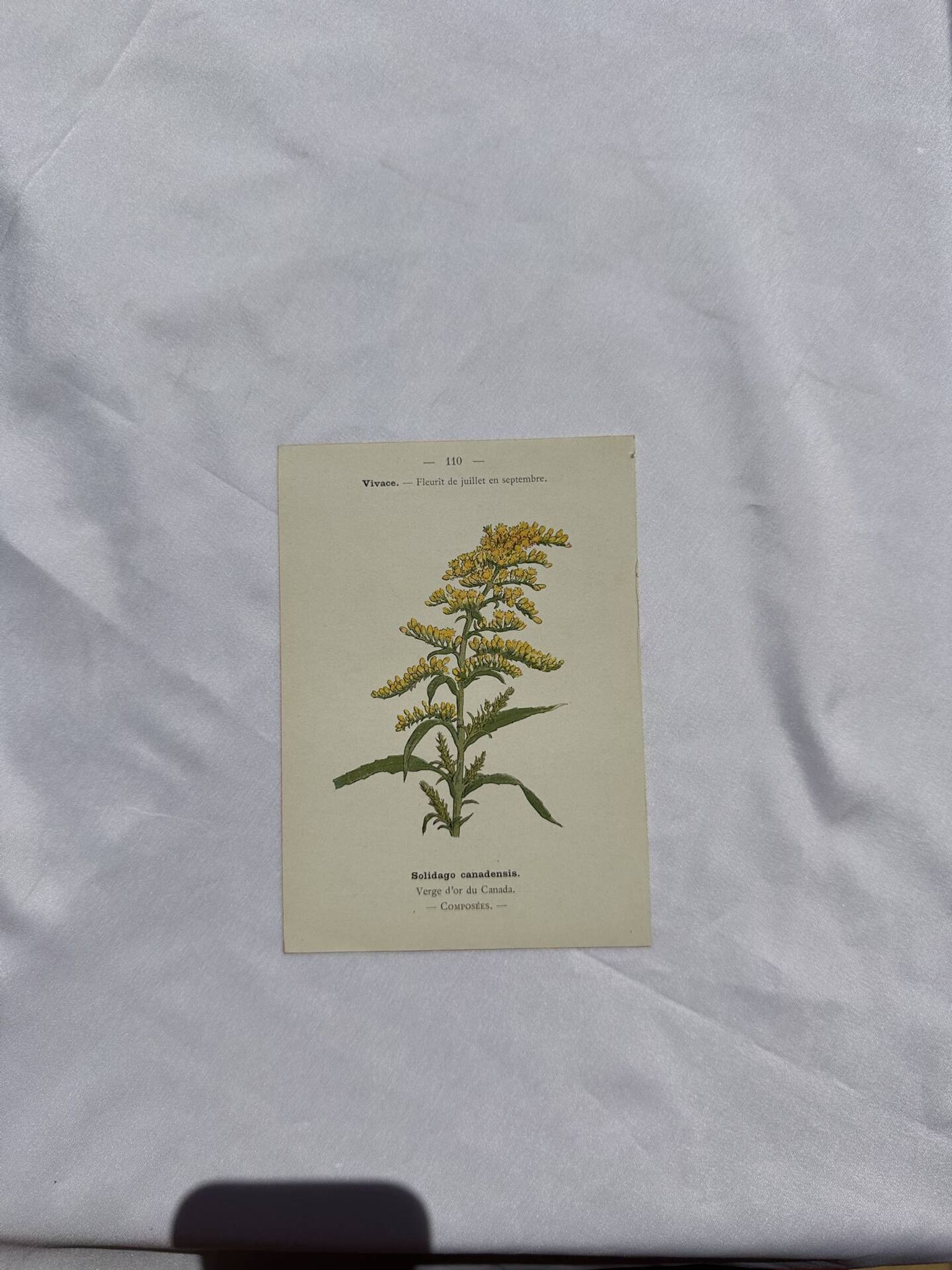Planche botanique, gravure naturaliste, 19ème