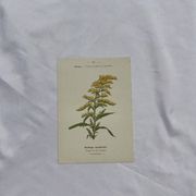Planche botanique, gravure naturaliste, 19ème