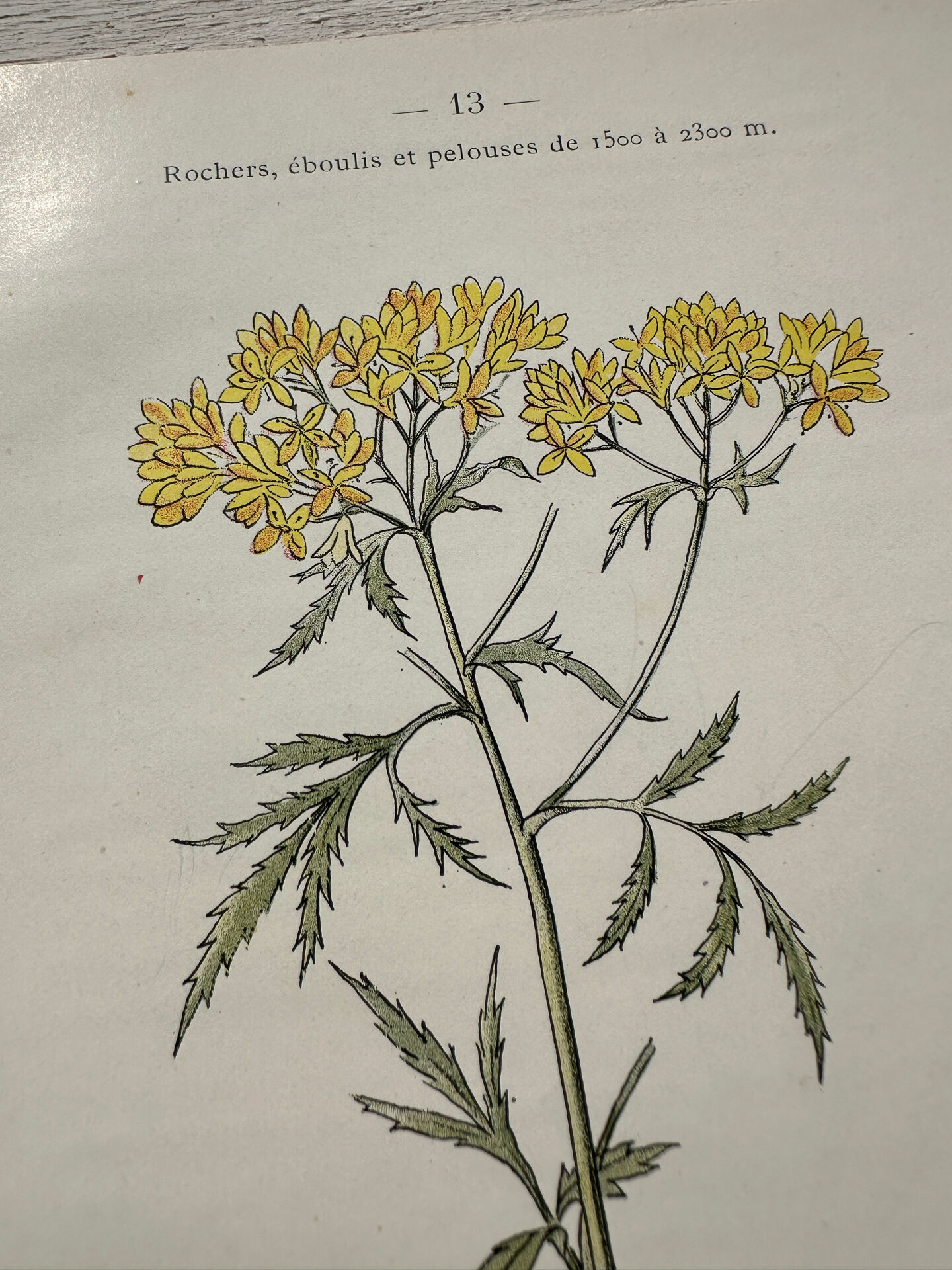 Botanical Plate 1800 Old naturalist engraving 19th century double-sided