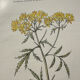 Botanical Plate 1800 Old naturalist engraving 19th century double-sided