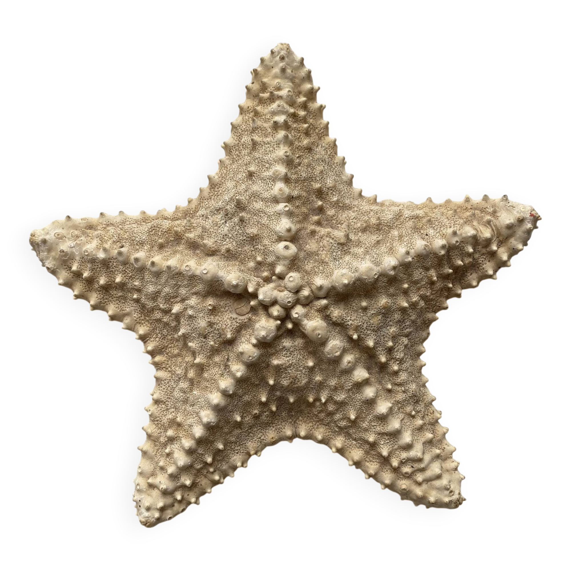 knotted starfish 21 cm